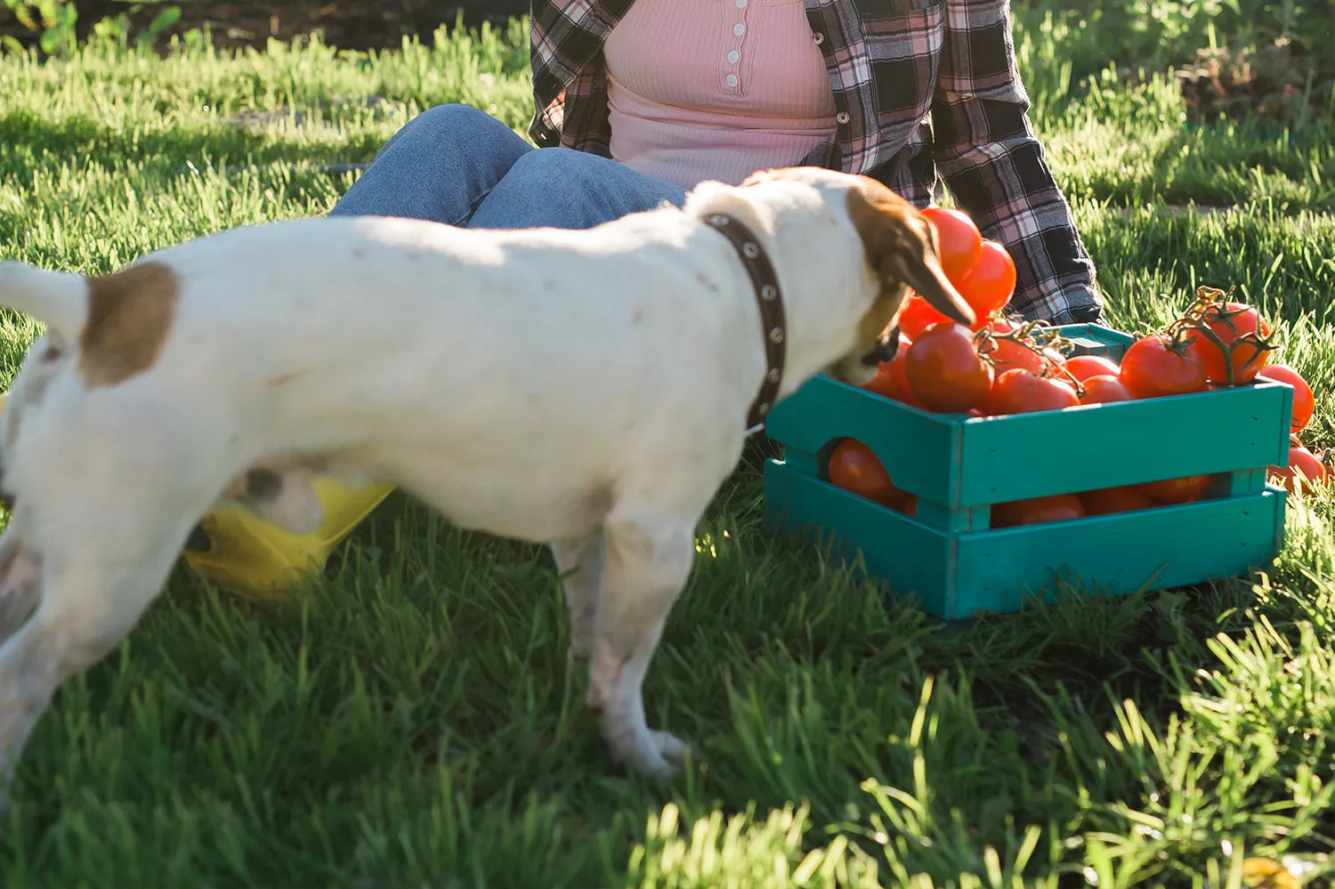 Mag een hond tomaat eten?