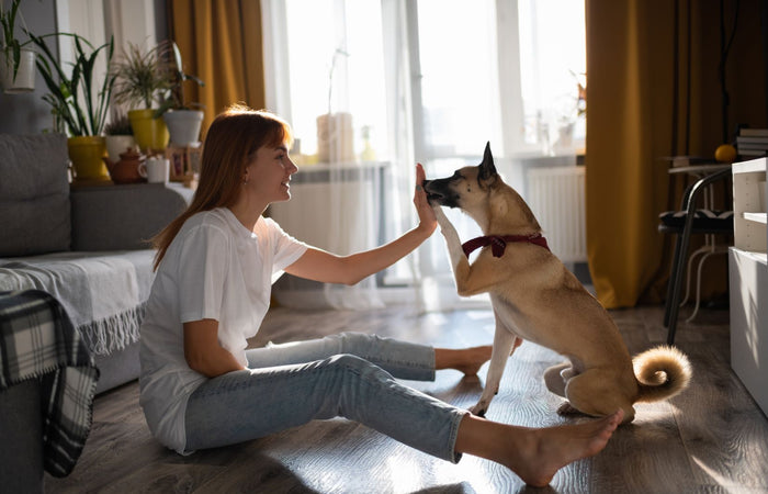 Hondentraining: Zet je hond op voor succes