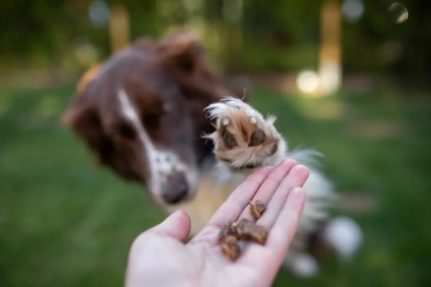 Trainingssnacks voor honden: wat werkt écht?