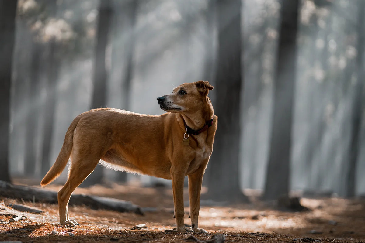 Hond weggelopen: wat moet je doen?