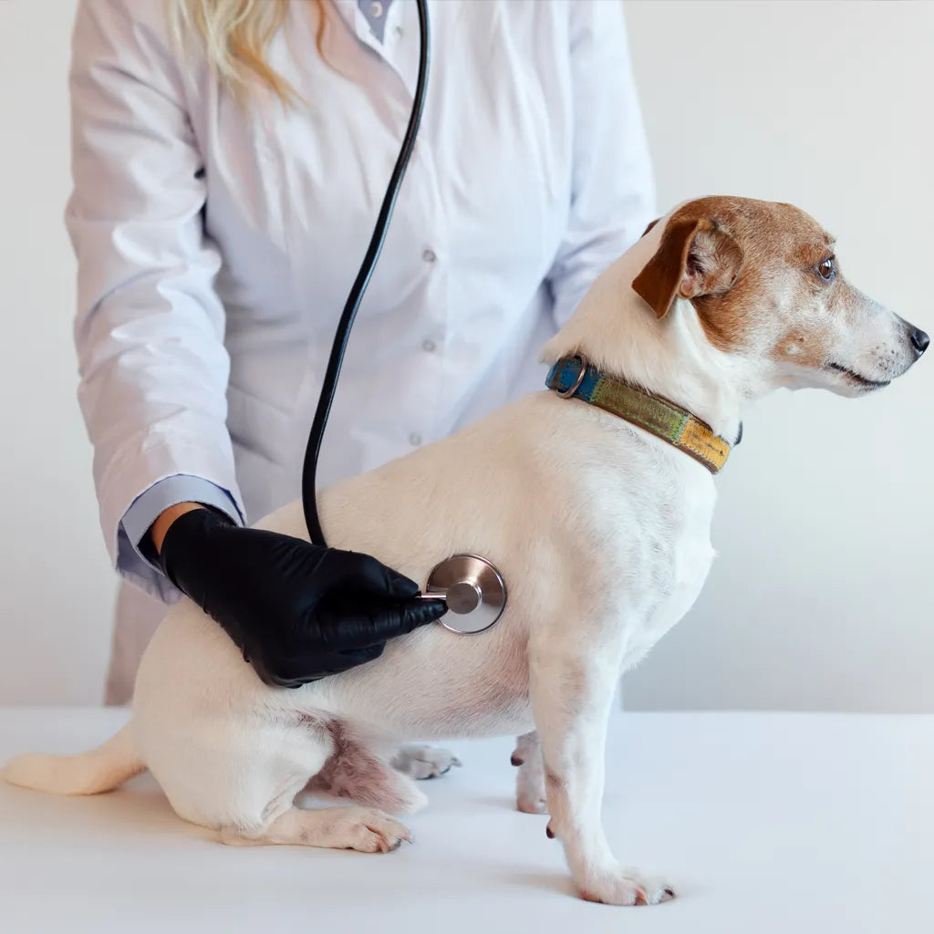Suikerziekte bij honden: hoe herken je het en wat kun je doen?