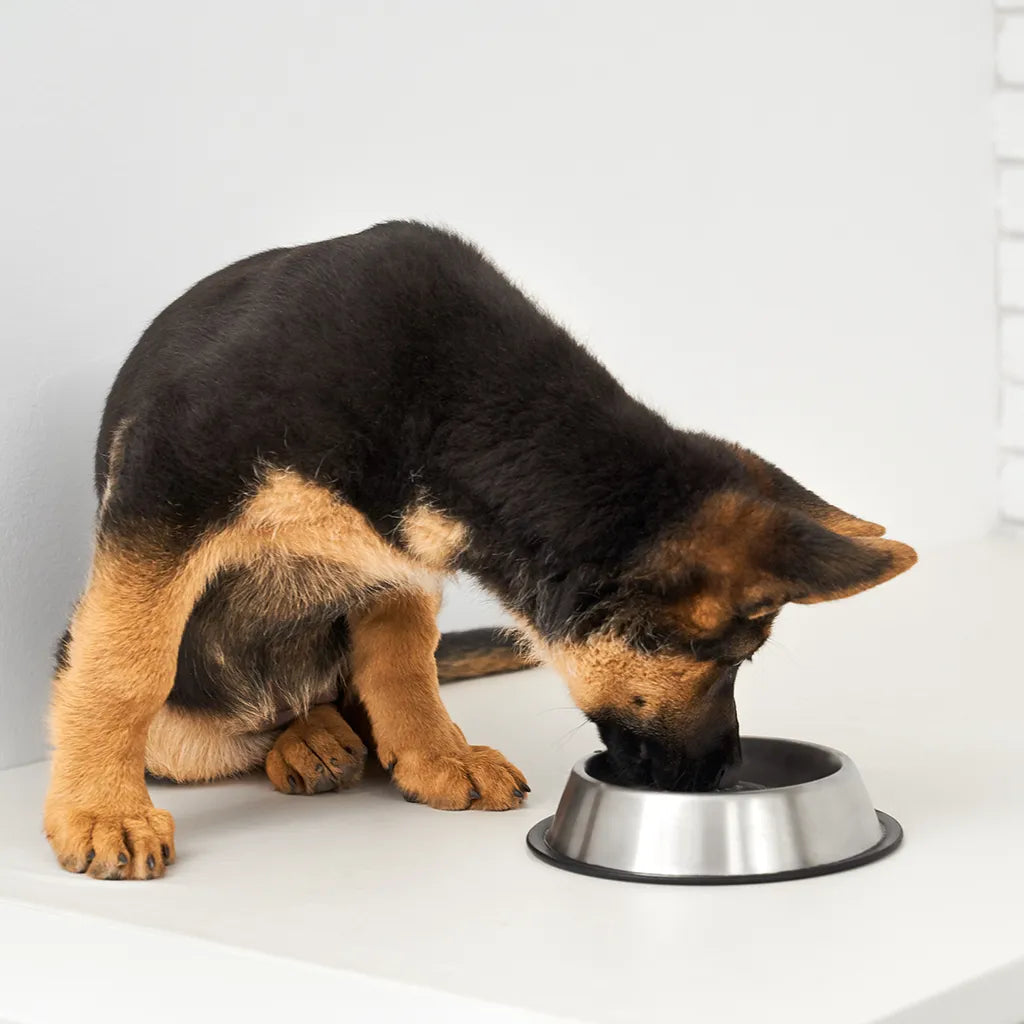 De vijf elementen bij honden: hoe karakter en gezondheid samenkomen