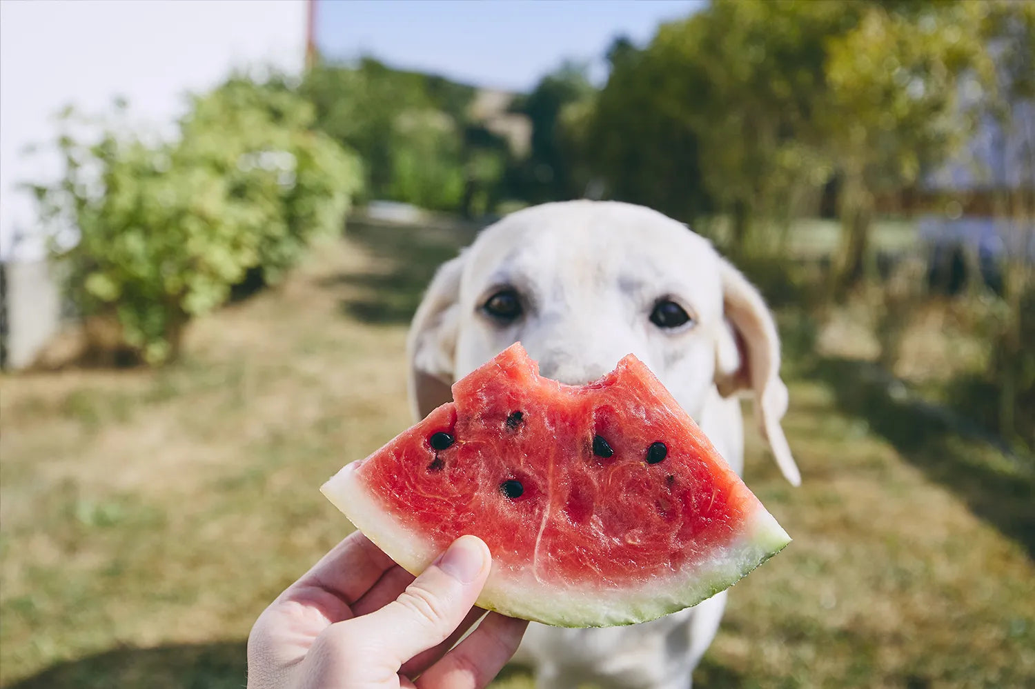 Mag een hond watermeloen eten?