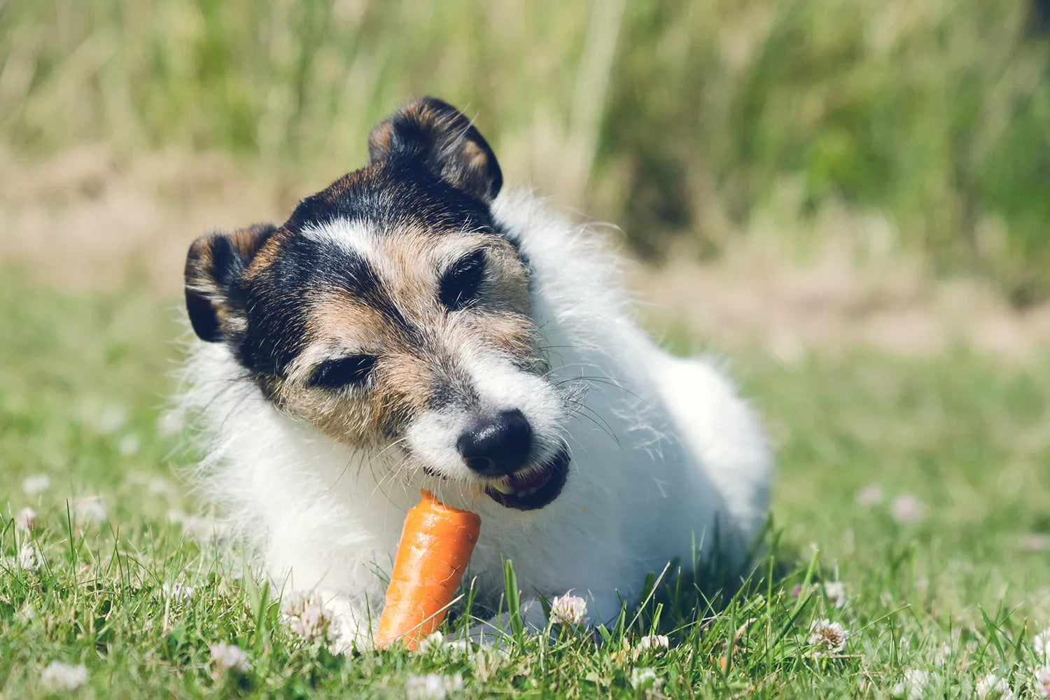 Mag een hond wortel eten?
