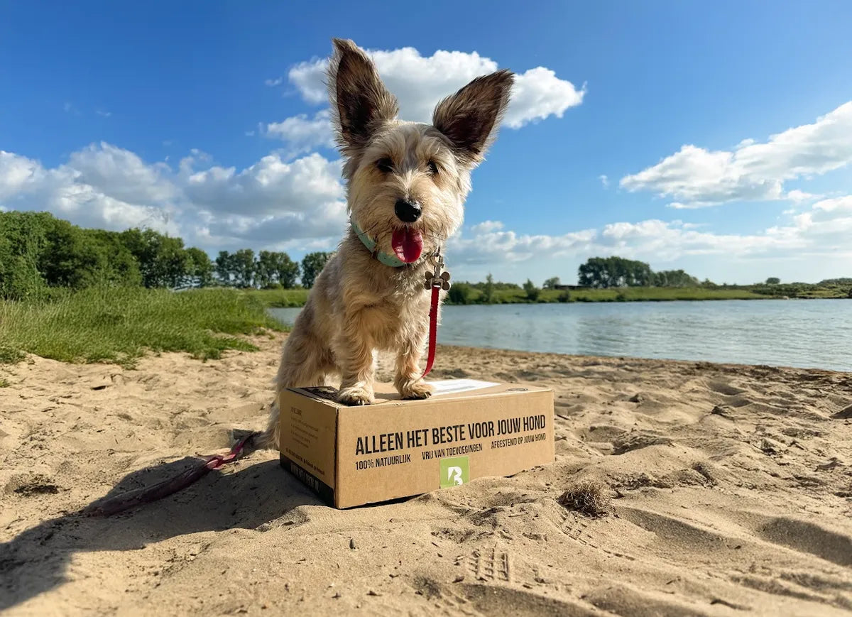 Snacken met je hond in de zomer: waar moet je op letten?