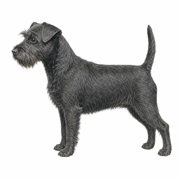 Affenpinscher