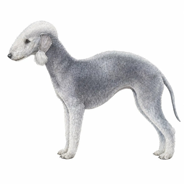 Bedlington Terriër