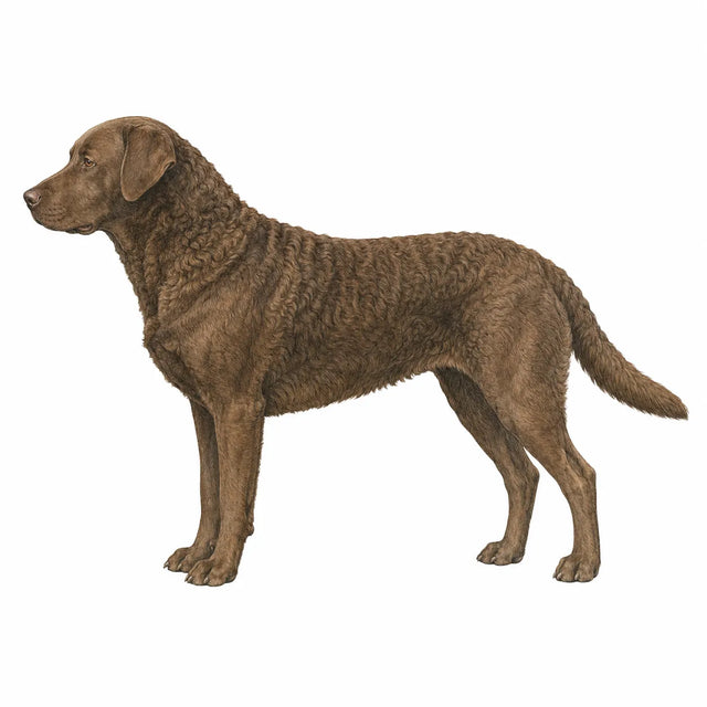 Chesapeake Bay Retriever