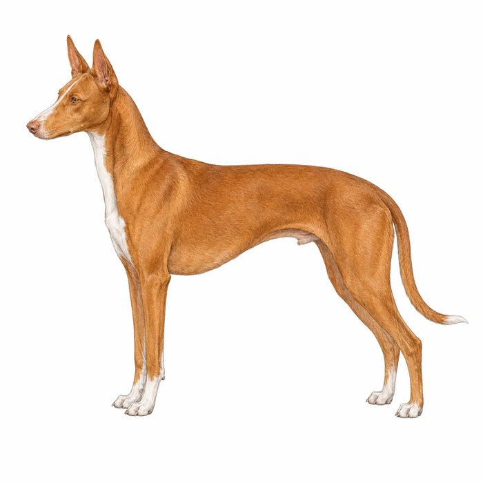 Faraohond