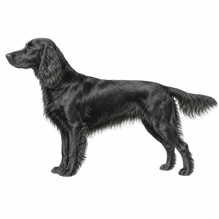 Field Spaniël