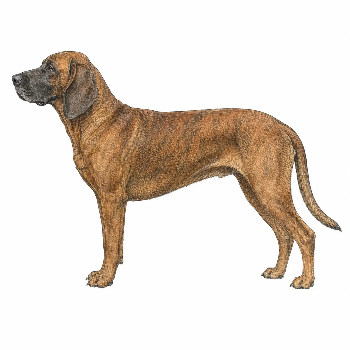 Hannoveraanse Zweethond hond - rasinformatie en kauwadvies
