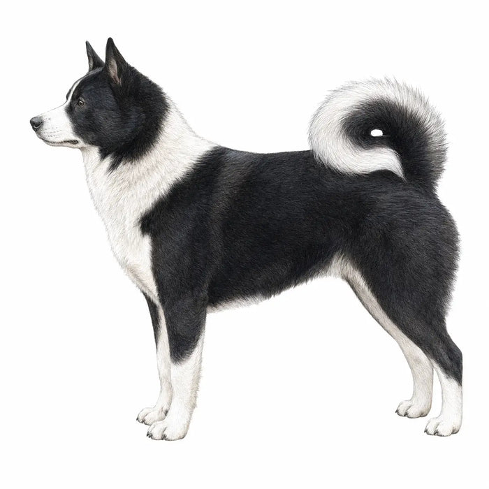 Karelische Berenhond