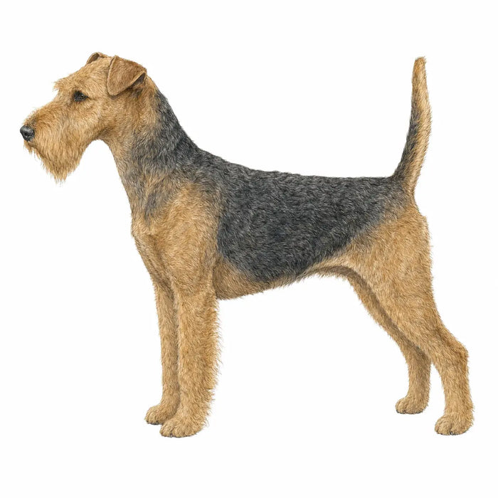 Lakeland Terriër