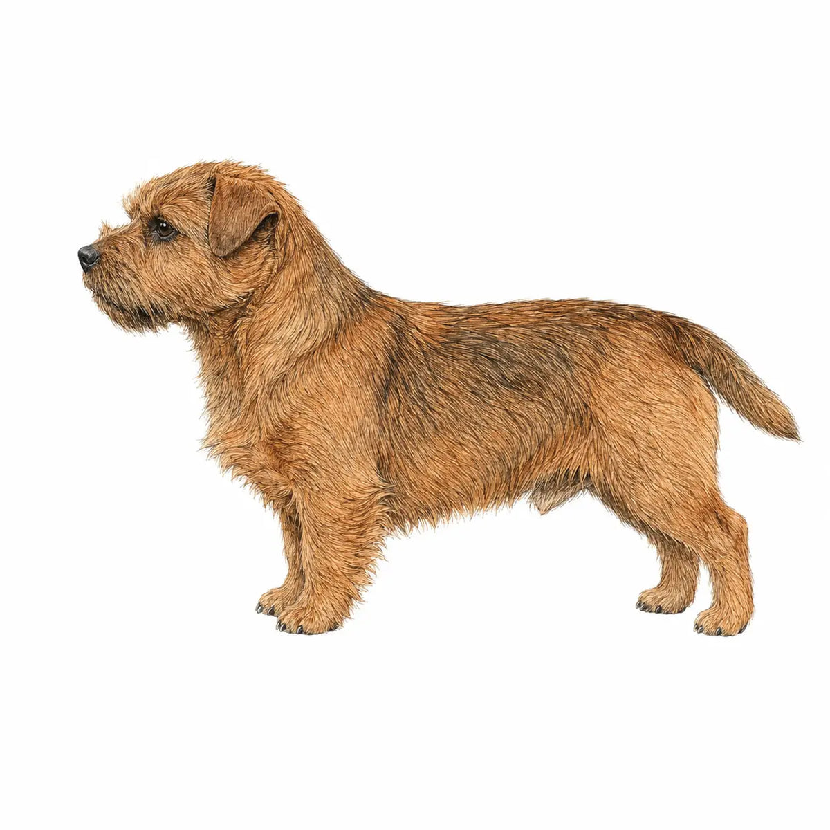 Noorse Lundehond