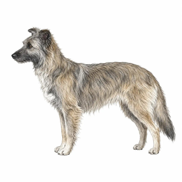 Pyrenese Herder