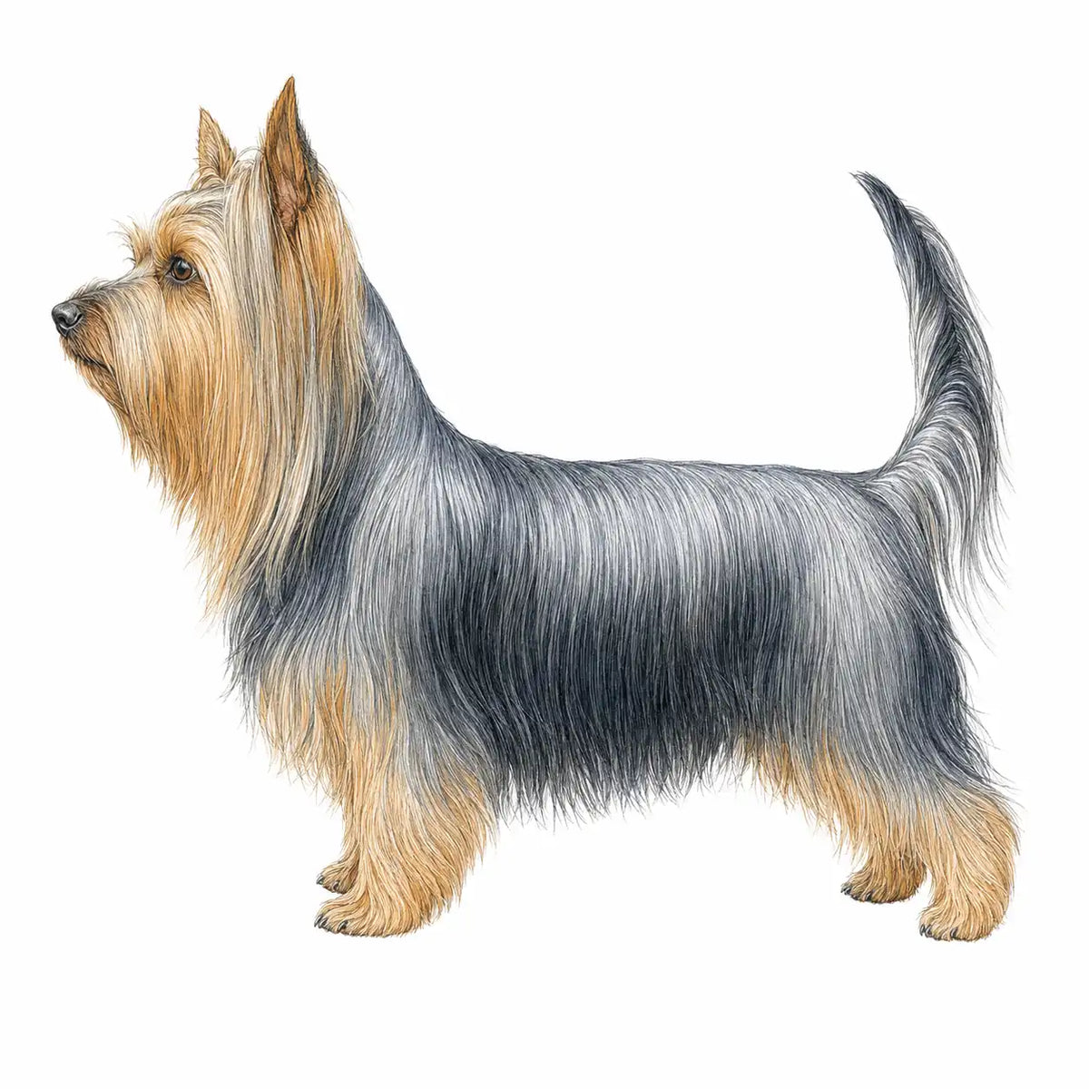 Soft-Coated Wheaten Terriër
