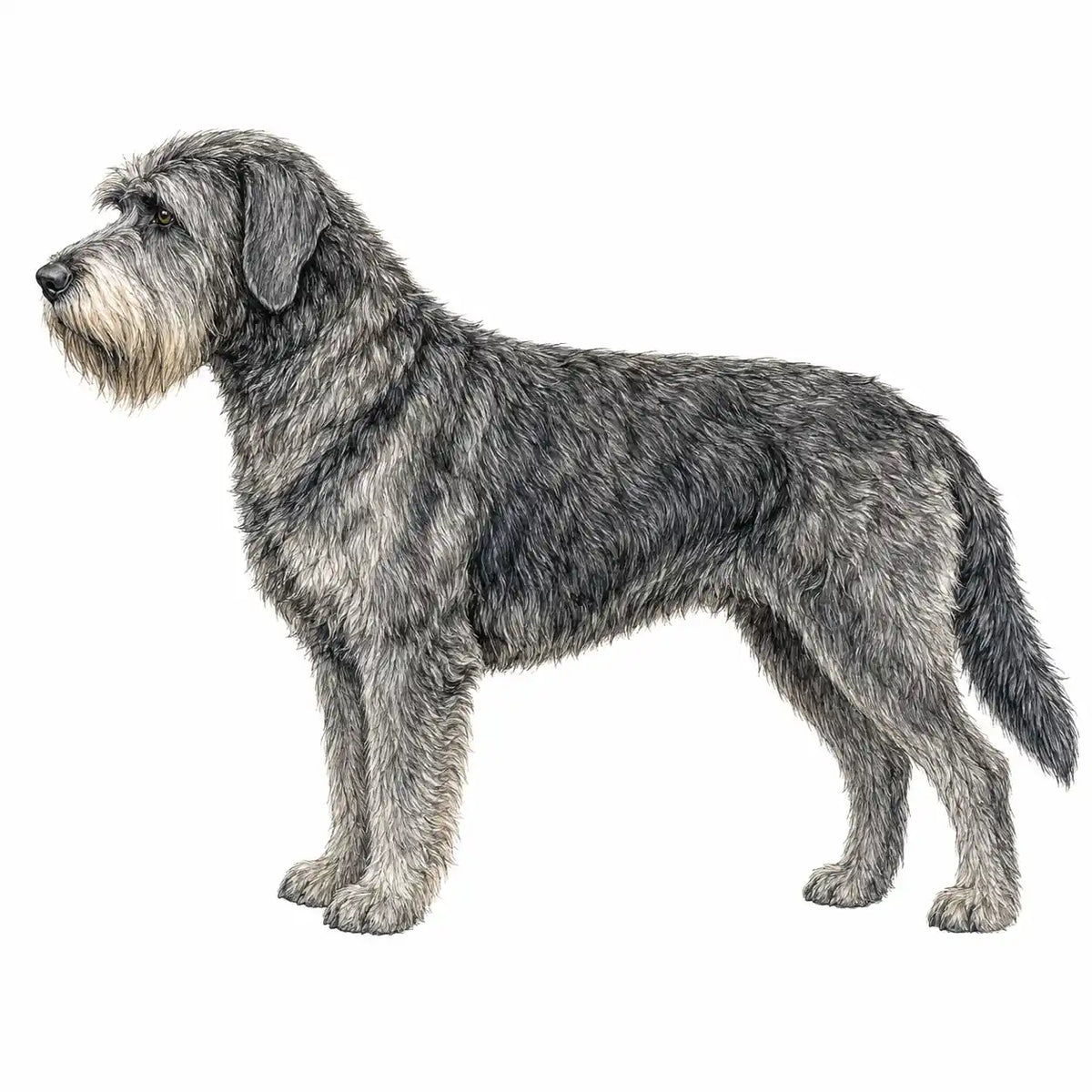 Tibetaanse Spaniël