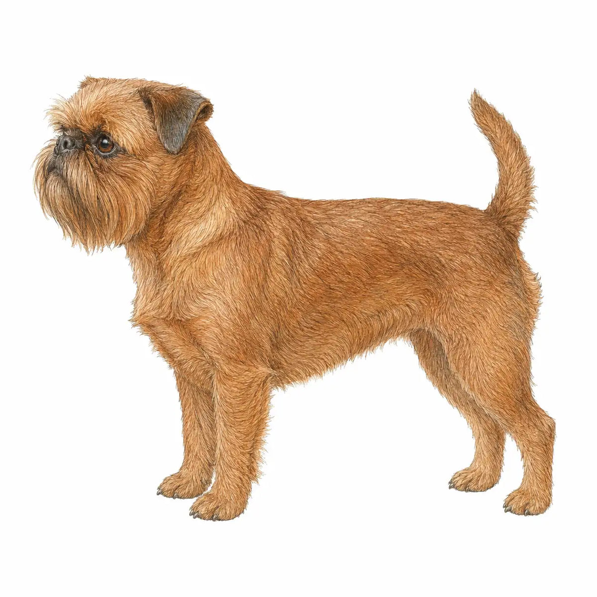 Braque d'Auvergne hond - rasinformatie en kauwadvies