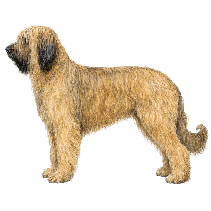 Briard