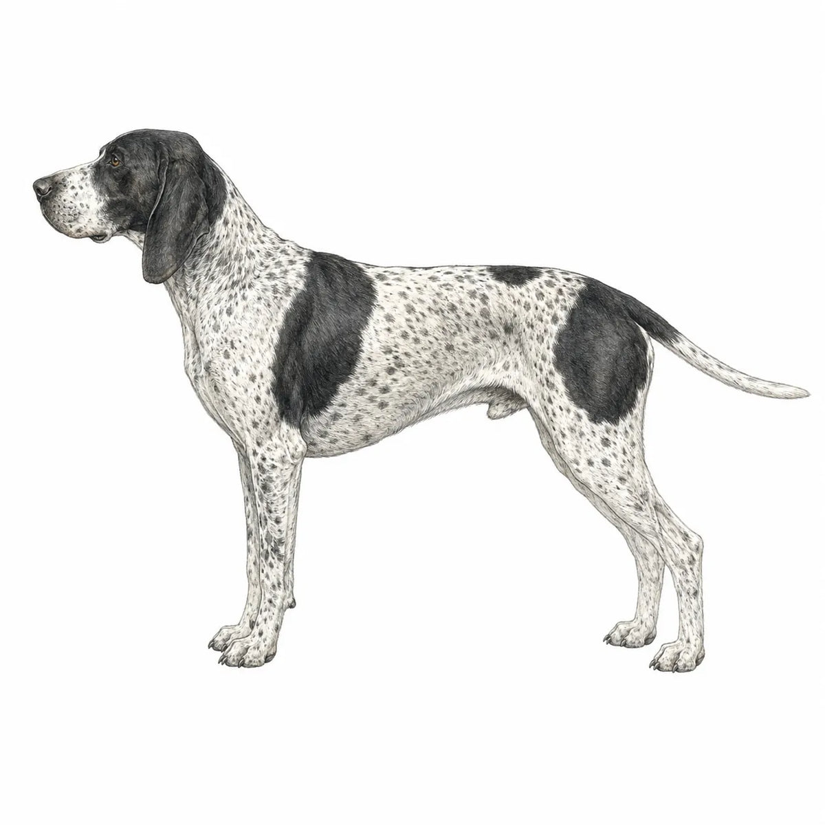 Carolina Dog hond - rasinformatie en kauwadvies