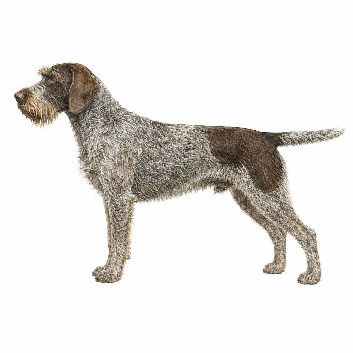 Cirneco dell'Etna hond - rasinformatie en kauwadvies