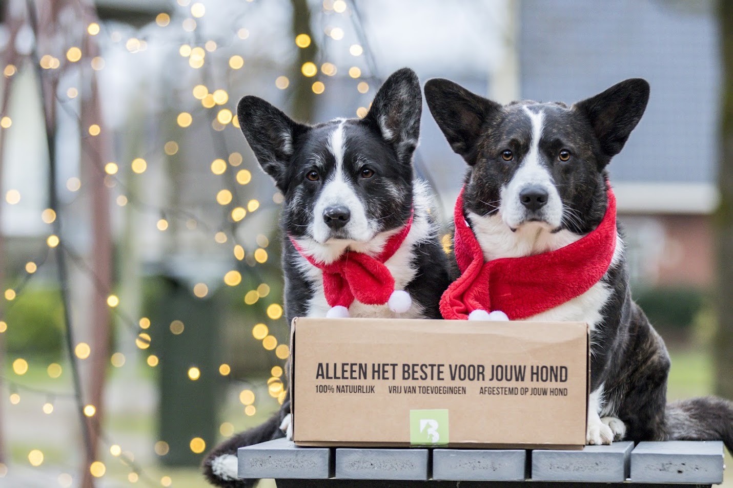 Kerstcadeau hond