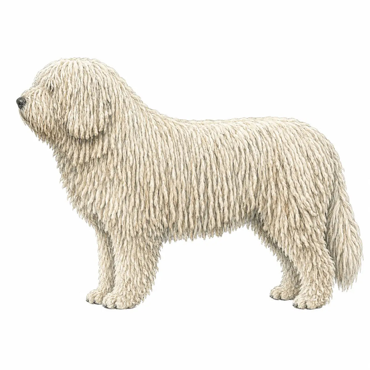 Komondor
