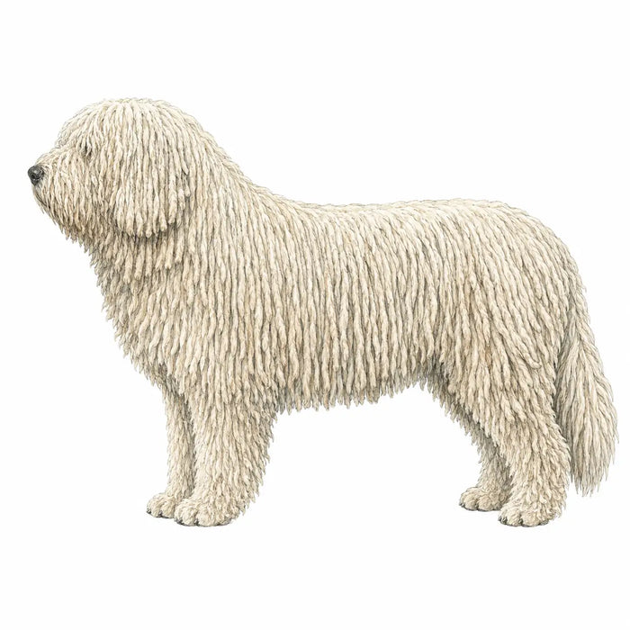 Komondor