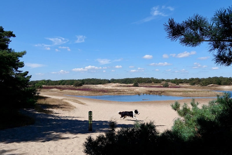 Loonse en Drunense Duinen