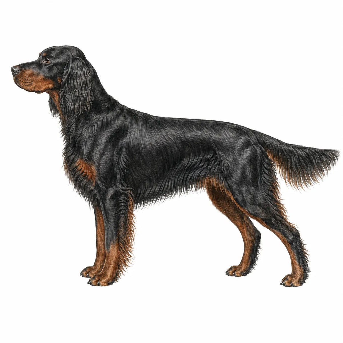Gordon Setter