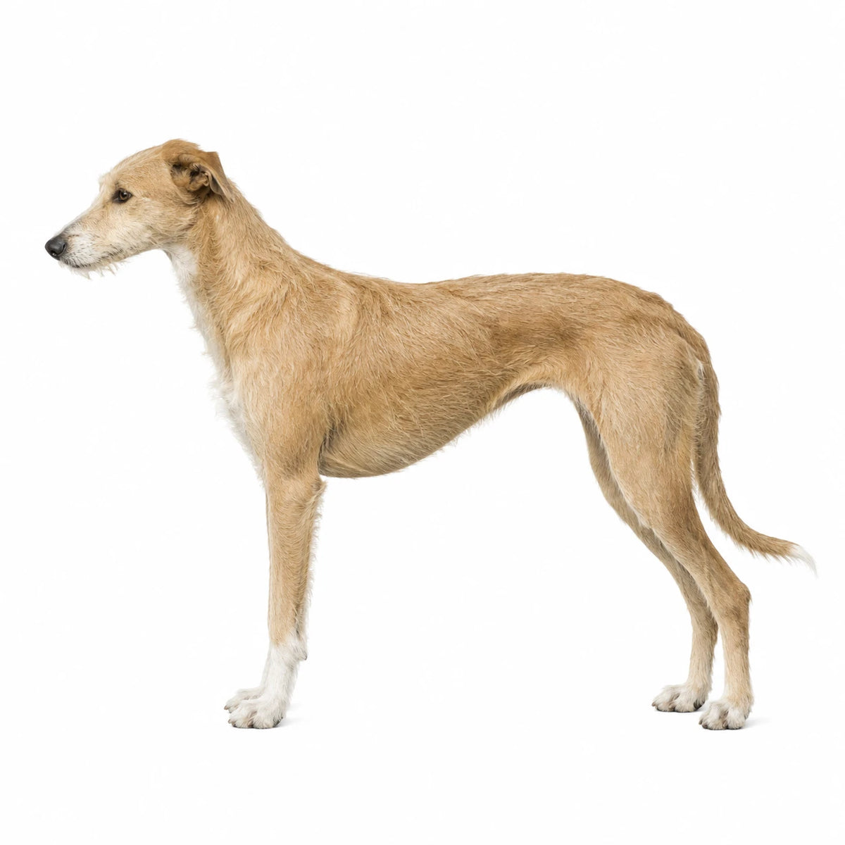 Lurcher hond - rasinformatie en kauwadvies