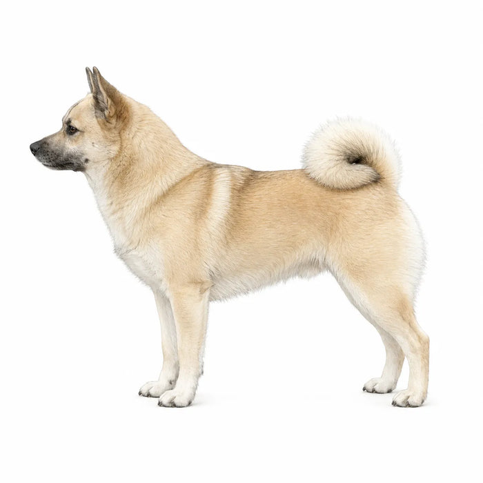 Noorse Buhund