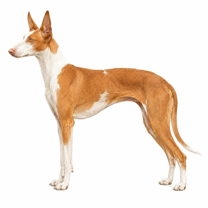 Podenco Canario