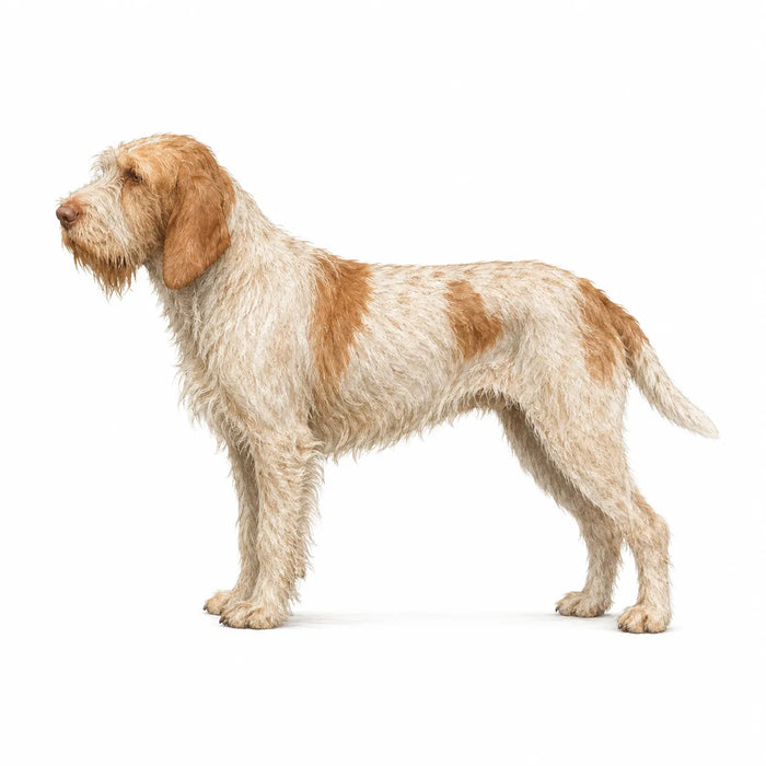 Spinone Italiano