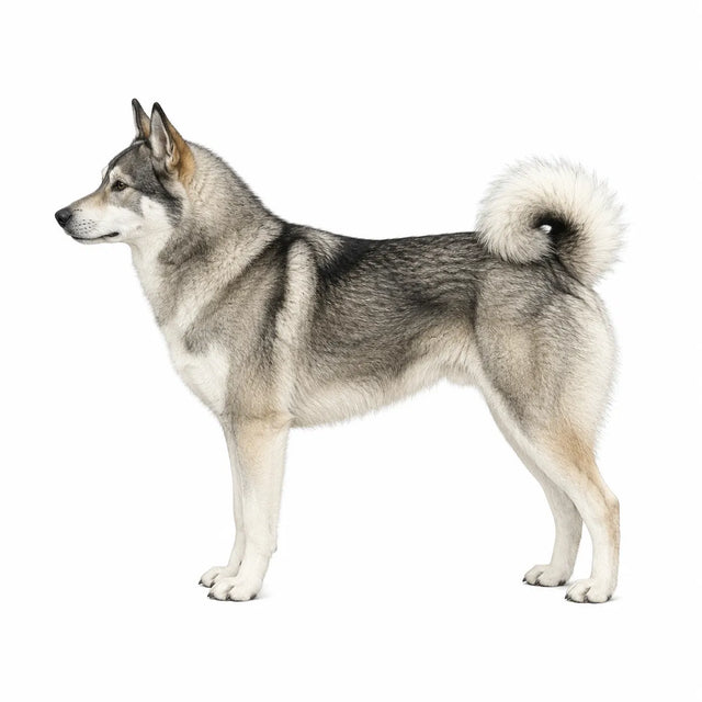 West-Siberische Laika hond - rasinformatie en kauwadvies