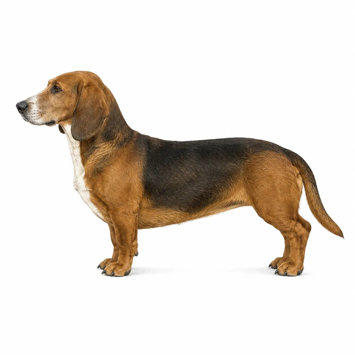 Westfaalse Dachsbracke hond - rasinformatie en kauwadvies