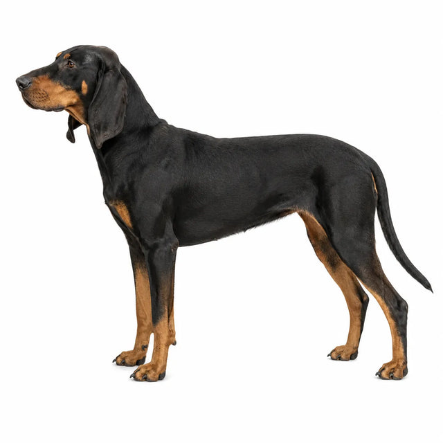 Zwart-en-tan Coonhound hond - rasinformatie en kauwadvies