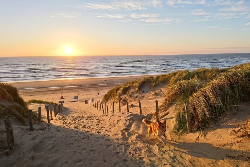 Hondenstrand Bloemendaal