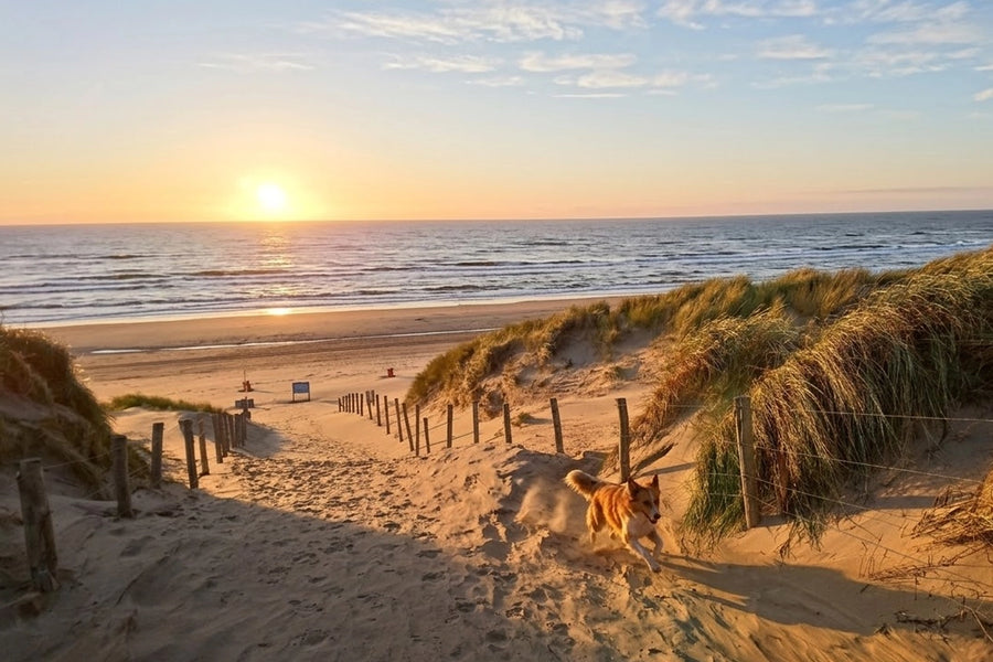 Hondenstrand Bloemendaal
