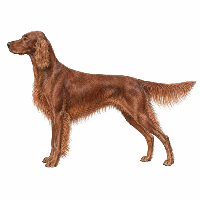 Ierse Setter