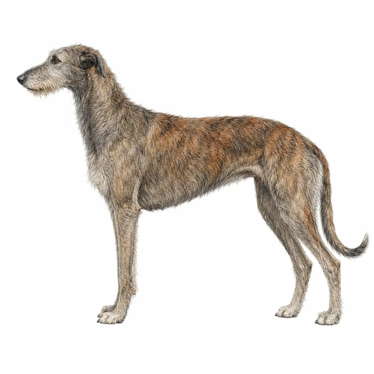 Ierse Wolfshond