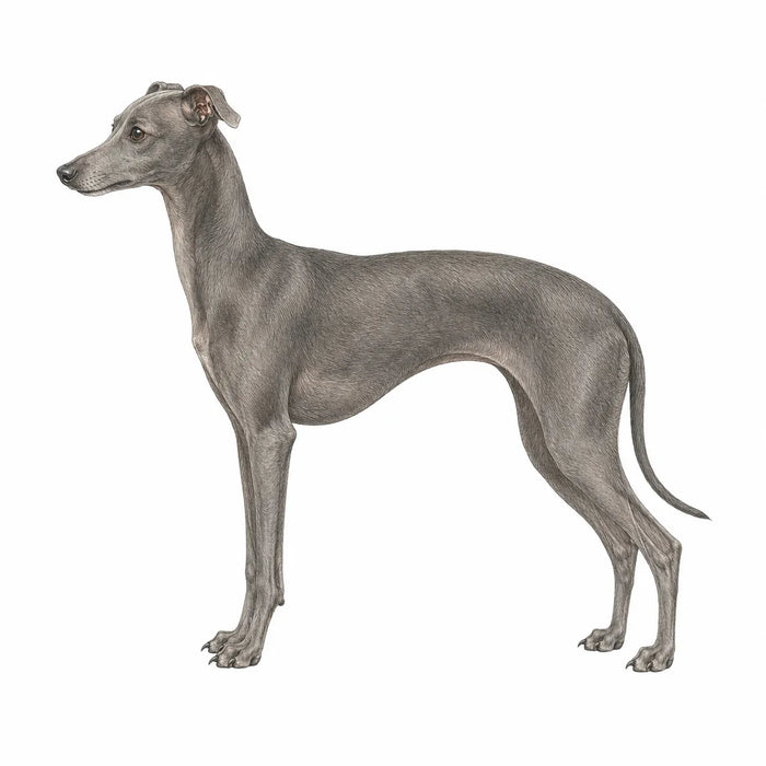 Italiaanse Windhond