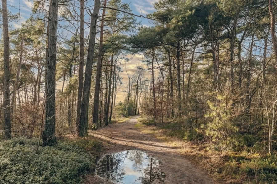 Kattenbos Nijverdal