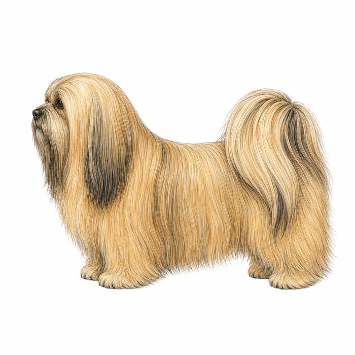 Lhasa Apso
