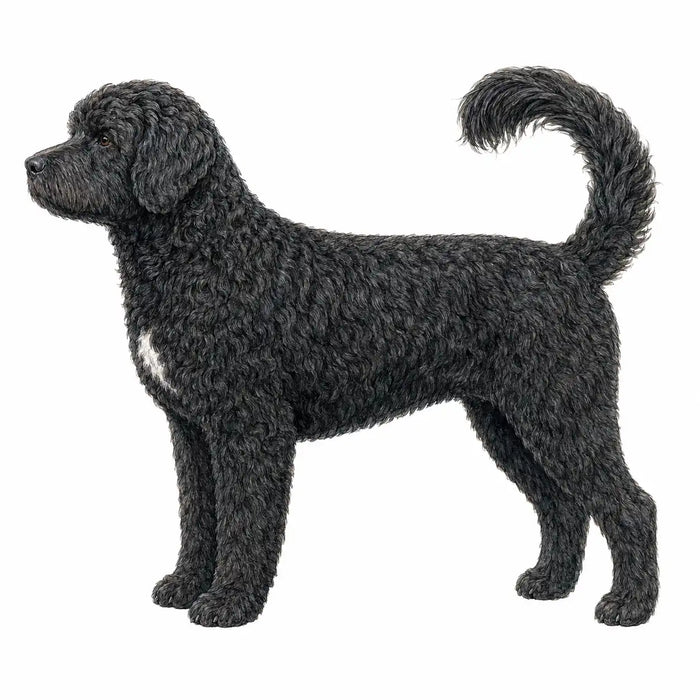 Portugese Waterhond