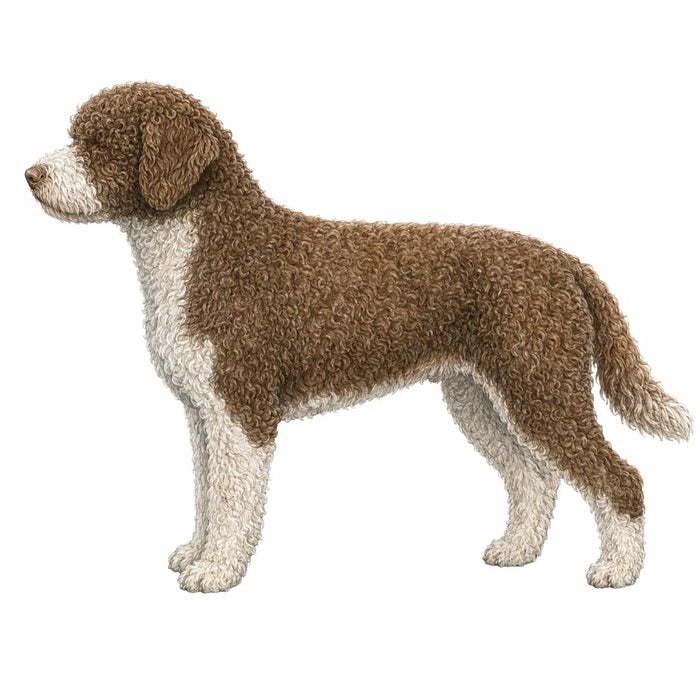 Spaanse Waterhond