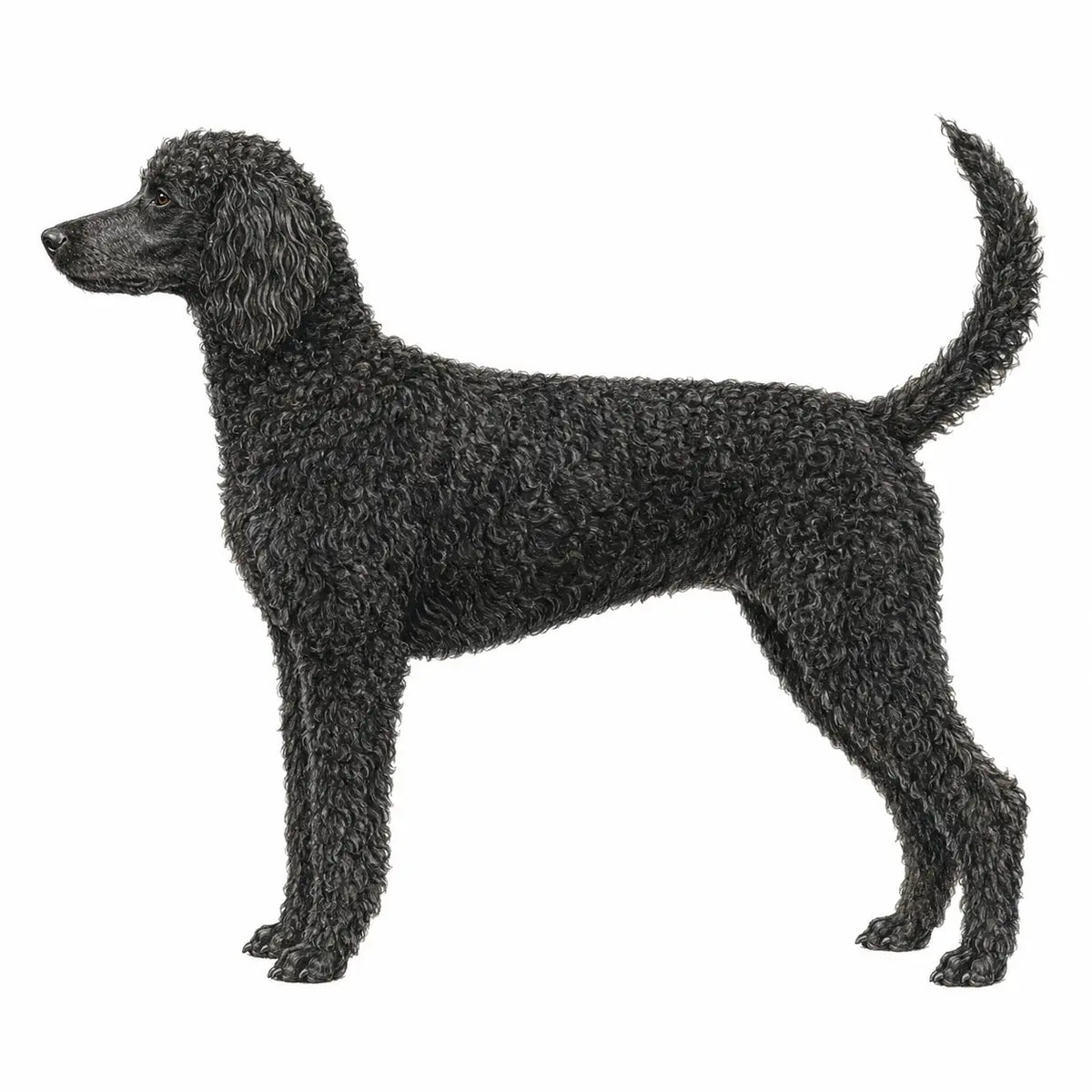 Standaardpoedel hond - rasinformatie en kauwadvies