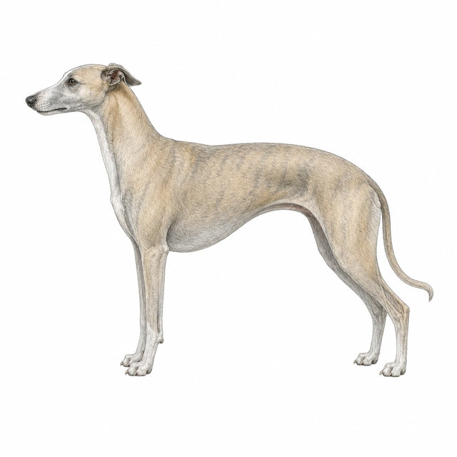 Whippet